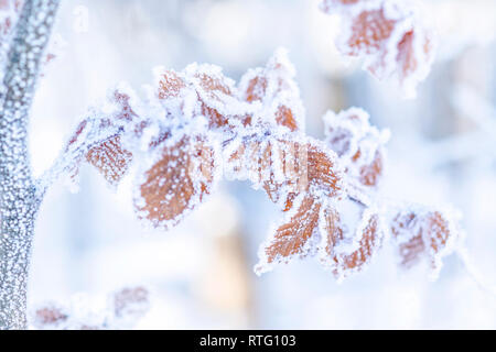 Winter Natur Hintergrund. Frozen Branch mit braunen Blätter closeup. Soft Focus, geringe Tiefenschärfe. SDF. Stockfoto