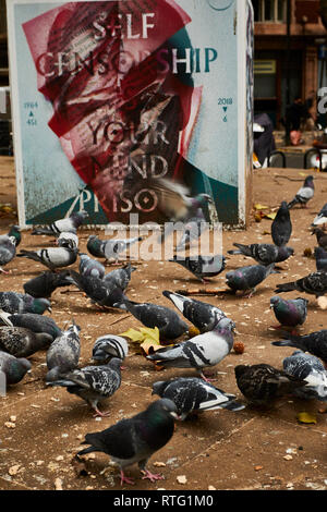 Tauben scrabbling über verworfen Botschaften in einem städtischen Park, London, England, Vereinigtes Königreich, Europa Stockfoto