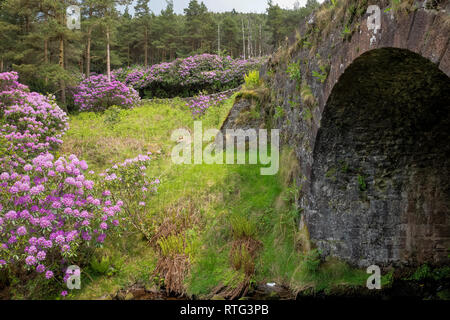 Rhododendron in der Vee Tal an der Grenze Tipperary Waterford in Irland wächst. Stockfoto