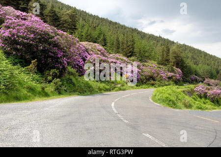 Rhododendron in der Vee Tal an der Grenze Tipperary Waterford in Irland wächst. Stockfoto