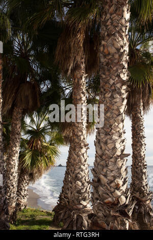 Nahaufnahme eines Trunks von Palmen mit einem Strand Hintergrund Stockfoto