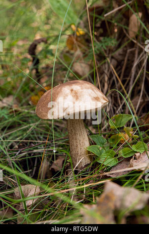 Waldpilz braun cap Steinpilze im Herbst Wald unter Laub, Moos und Gras wächst. Genießbare Pilz bay bolete (Boletus badius) auf Sun Stockfoto