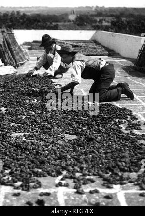 Getrocknete Feigen im Salento, die auf den Terrassen der Betriebe, 1955 Stockfoto