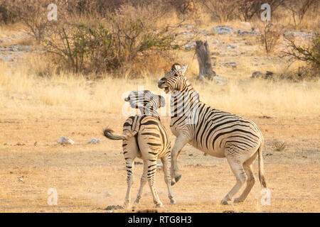 Zwei Zebras ein spielen an den Hinterpfoten Mund öffnen Nachmittag Etosha Nationalpark in Namibia Stockfoto