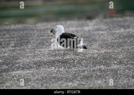 Kap Möwe (Larus dominicanus vetula vetula oder Larus) mit seeschnecke in der Schnabel in Kap der guten Hoffnung Natur finden, Kapstadt, Südafrika. Stockfoto