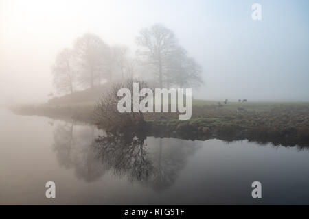 Misty Morning auf dem Fluss Brathay, Elterwater, Lake District, Großbritannien Stockfoto