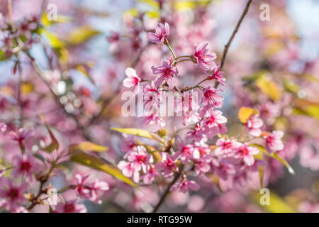Rosa Sakura Kirschblüte Nahaufnahme Stockfoto