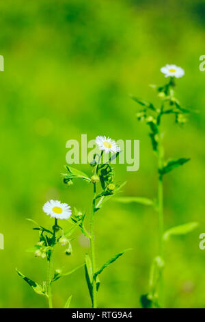 Drei kleine wilde Kamille Blumen auf einem grünen Hintergrund Stockfoto