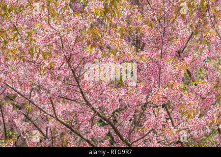 Rosa Sakura Kirschblüte Nahaufnahme Stockfoto
