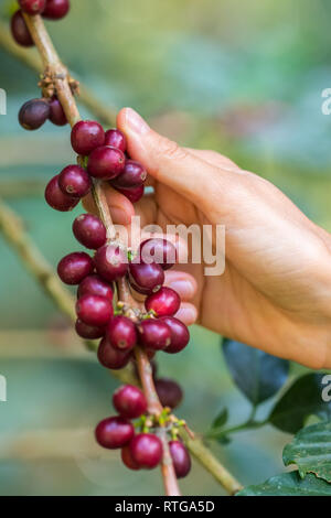 Nahaufnahme der Landwirte Handpflückung reif und Rohkaffee Beeren auf einen Kaffee Baum auf der Kaffeeplantage. Stockfoto