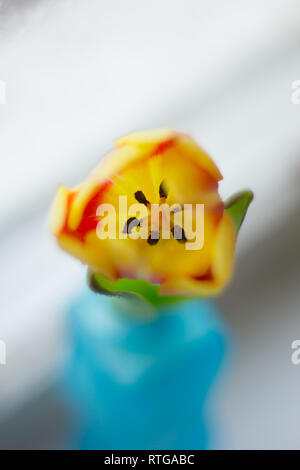 Vase mit Tulpen. Mehrere Vasen mit Tulpen. Helle Frühling Karte. Tag der Frauen. März. Geschenk an die Mädchen. Vase mit Tulpen von das Fenster Stockfoto