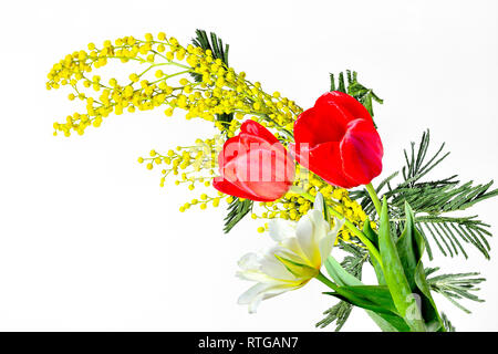 Feder Blumenstrauß aus roten und gelb-weiße Tulpen und Zweig der blühenden Mimosen (Acacia dealbata) schließen bis auf weißem Hintergrund mit Platz für t isoliert Stockfoto