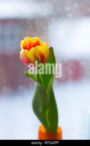 Vase mit Tulpen. Mehrere Vasen mit Tulpen. Helle Frühling Karte. Tag der Frauen. März. Geschenk an die Mädchen. Vase mit Tulpen von das Fenster Stockfoto