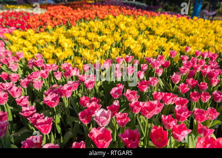 Schöne verschiedenfarbige Tulpen close-up im Garten Stockfoto