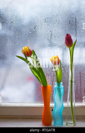 Vase mit Tulpen. Mehrere Vasen mit Tulpen. Helle Frühling Karte. Tag der Frauen. März. Geschenk an die Mädchen. Vase mit Tulpen von das Fenster Stockfoto