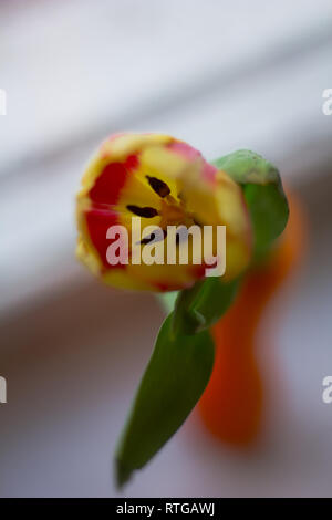 Vase mit Tulpen. Mehrere Vasen mit Tulpen. Helle Frühling Karte. Tag der Frauen. März. Geschenk an die Mädchen. Vase mit Tulpen von das Fenster Stockfoto