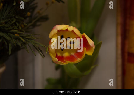 Vase mit Tulpen. Mehrere Vasen mit Tulpen. Helle Frühling Karte. Tag der Frauen. März. Geschenk an die Mädchen. Vase mit Tulpen von das Fenster Stockfoto