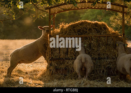 Schafe und die Landwirtschaft in Frankreich, Dordogne Tal Stockfoto