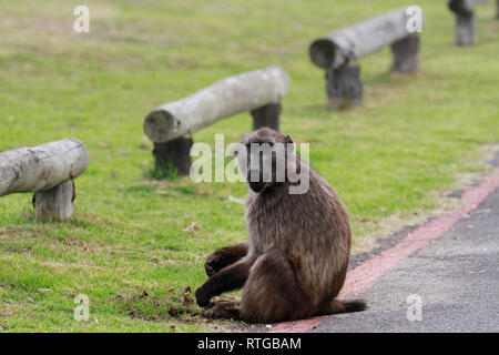 Achacma baboon (Papio ursinus) am Kap der guten Hoffnung Natur finden, Kapstadt, Südafrika. Stockfoto