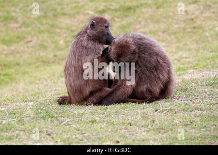 Achacma Paviane (Papio ursinus) Pflege in das Kap der guten Hoffnung Natur finden, Kapstadt, Südafrika. Stockfoto