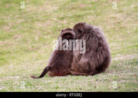 Achacma Paviane (Papio ursinus) Pflege in das Kap der guten Hoffnung Natur finden, Kapstadt, Südafrika. Stockfoto