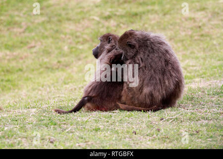Achacma Paviane (Papio ursinus) Pflege in das Kap der guten Hoffnung Natur finden, Kapstadt, Südafrika. Stockfoto