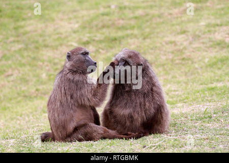 Achacma Paviane (Papio ursinus) Pflege in das Kap der guten Hoffnung Natur finden, Kapstadt, Südafrika. Stockfoto