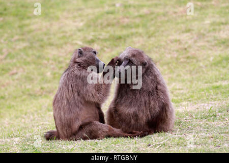Achacma Paviane (Papio ursinus) Pflege in das Kap der guten Hoffnung Natur finden, Kapstadt, Südafrika. Stockfoto