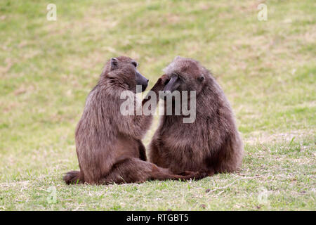 Achacma Paviane (Papio ursinus) Pflege in das Kap der guten Hoffnung Natur finden, Kapstadt, Südafrika. Stockfoto