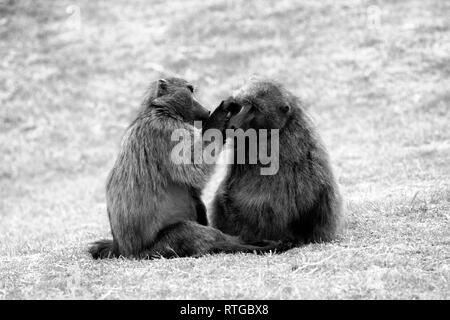 Achacma Paviane (Papio ursinus) Pflege in das Kap der guten Hoffnung Natur finden, Kapstadt, Südafrika. (schwarz-weiß Foto). Stockfoto