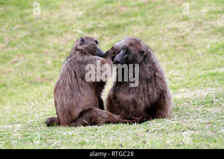 Achacma Paviane (Papio ursinus) Pflege in das Kap der guten Hoffnung Natur finden, Kapstadt, Südafrika. Stockfoto
