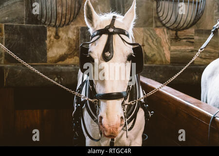 Royal stabil in Dänemark, der Stadt Kopenhagen im Gebiet von Christiansborg Slot. Alter Stall mit weißen Pferde in den Ställen. Stockfoto