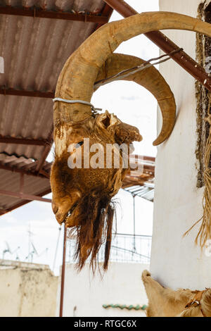 Der tote Ziege Kopf mit Hörnern hängen an der Wand. Stockfoto