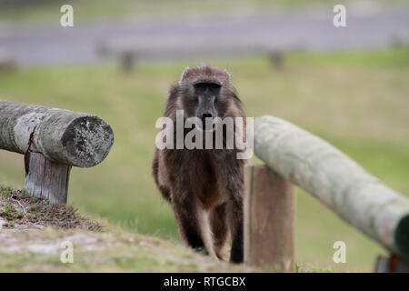 Achacma baboon (Papio ursinus) am Kap der guten Hoffnung Natur finden, Kapstadt, Südafrika. Stockfoto