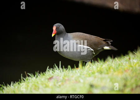 Ein sumpfhuhn, Gallinula chloropus, am Ufer eines Flusses neben einer belebten Fußgängerzone Pflaster in Salisbury Wiltshire England UK GB Stockfoto