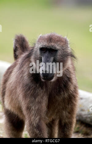 Achacma baboon (Papio ursinus) am Kap der guten Hoffnung Natur finden, Kapstadt, Südafrika. Stockfoto