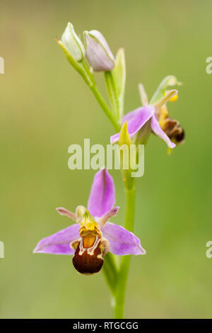 Eine Biene Orchidee, Ophrys apifera, immer von der Seite der Forstwirtschaft durch Heide in Dorset England UK GB Stockfoto