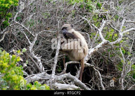 Achacma baboon (Papio ursinus) am Kap der guten Hoffnung Natur finden, Kapstadt, Südafrika. Stockfoto
