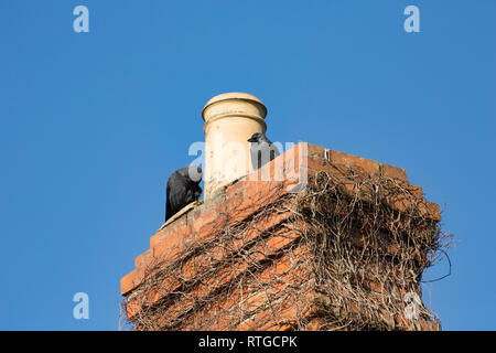 Ein paar Dohlen, Corvus monedula, im Februar auf Schornstein Töpfe. Dohlen können in ländlichen und städtischen Gebieten gefunden werden und manchmal Nest in buildin Stockfoto