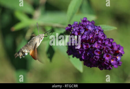 Fliederwerk Stockfoto