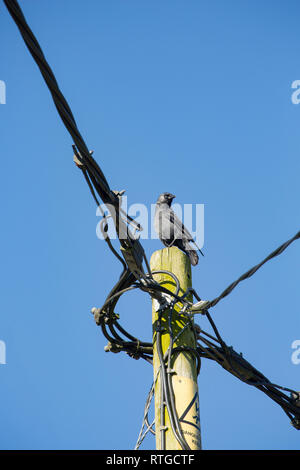 Eine Dohle im Februar auf einem telegrafenmast in einer Vorstadtstraße. Dohlen können in ländlichen und städtischen Gebieten gefunden werden und manchmal Nest in der Bu Stockfoto