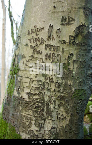 Alte Schnitzereien in der Rinde einer Buche mit den Initialen von Personen oder die Namen der Paare, Lancashire, England Großbritannien GB Stockfoto