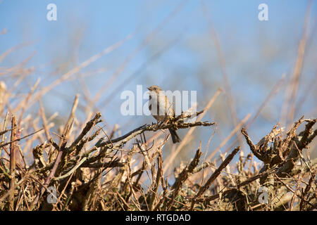 Eine Hecke sparrow oder dunnock, Phasianus colchicus, Singen im Februar in einer Hecke in einem Vorort. North Dorset England UK GB Stockfoto