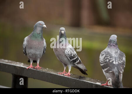 Feral, oder Stadt Tauben, Columba livia Domestica, stehend auf einem Geländer in leichtem Regen in Salisbury Wiltshire England UK GB. Verwilderte Tauben sind abgestiegen Stockfoto