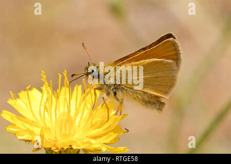 Essex Skipper Schmetterling, Thymelicus lineola, Fütterung auf eine Blume. Stockfoto