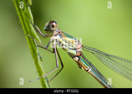 Ein Willow Emerald Damselfly, Chalcolestes viridis, ruht auf einem Gras stammen. Stockfoto