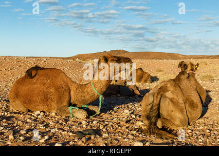 Kamele in der Wüste Sahara, Kamele liegen auf den Steinen in der Sahara, Marokko Stockfoto