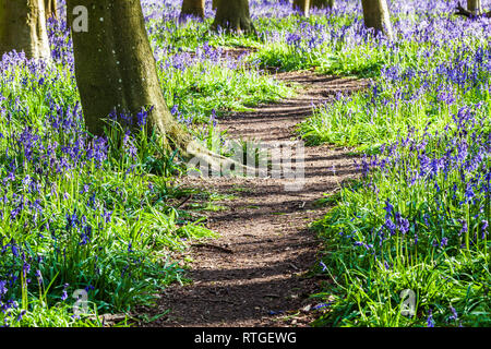 Bluebell Woods in der frühen Morgensonne. Stockfoto