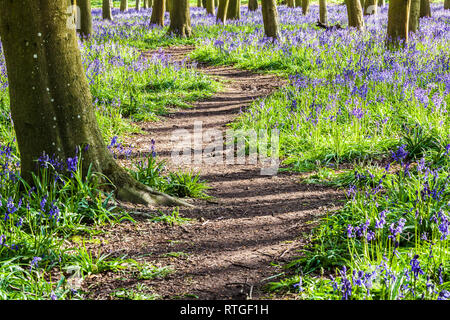 Bluebell Woods in der frühen Morgensonne. Stockfoto