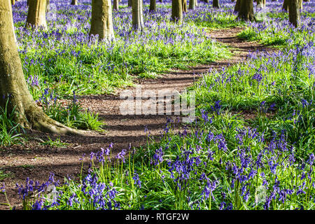 Bluebell Woods in der frühen Morgensonne. Stockfoto